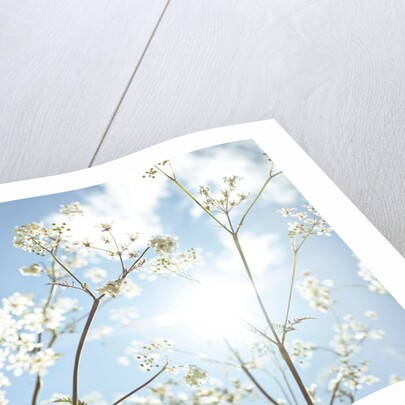 Cow parsley flowers by Assaf Frank